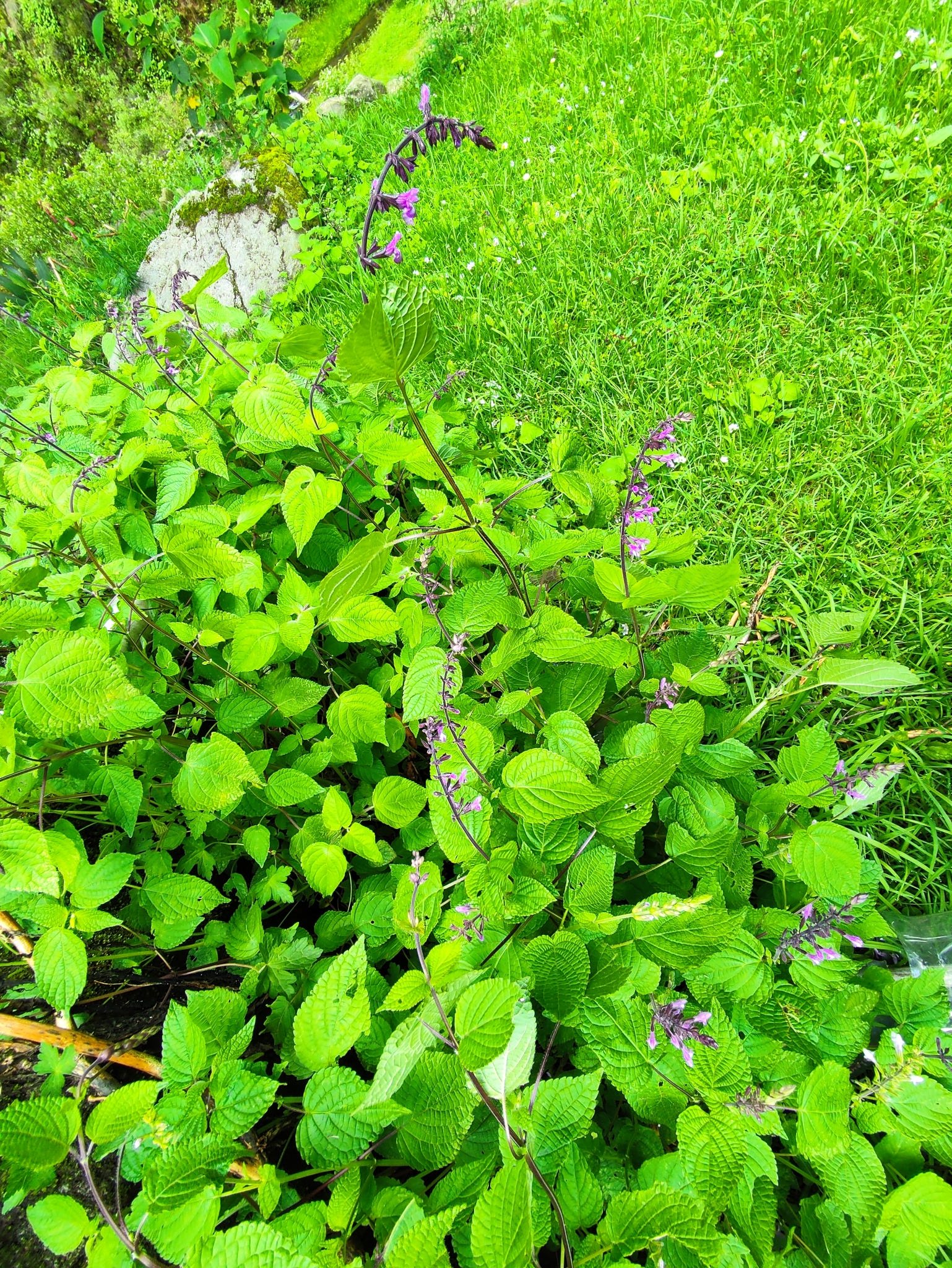 Salvia carnea
